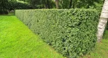 Кизильник блискучий (60 фото) Посадка, догляд, живопліт 🍀 фото