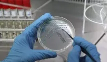coli цитонамазка