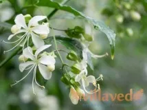clerodendrum снимка