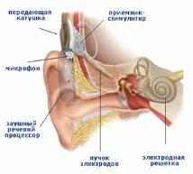 чути