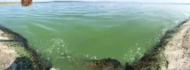 халяві