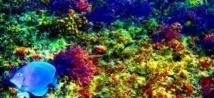 Краса підводного світу, мій сайт дітей