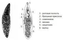 Ланцетоподібна двоустка будова з життєвим циклом та лікуванням двоустка