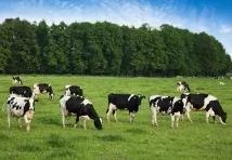 Ланцетоподібна двоустка будова з життєвим циклом та лікуванням будова