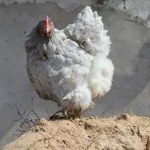 слепота пилетата нощна