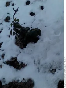 Лавровишня у відкритому ґрунті відкритому