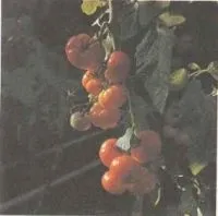 Кращі сорти томатів, гібриди томатів кращі