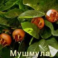 Лікарські форми лікарські