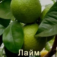 Лікарські форми форми