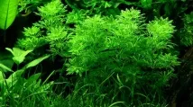 Лімнофіла або Амбулія (Limnophila), Каталог статей, Аквамір зоомагазин в Тольятті амбулія