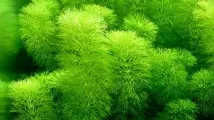 Лімнофіла або Амбулія (Limnophila), Каталог статей, Аквамір зоомагазин в Тольятті аквамір