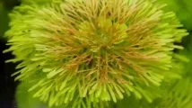 Лімнофіла або Амбулія (Limnophila), Каталог статей, Аквамір зоомагазин в Тольятті аквамір