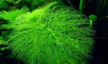 Лімнофіла або Амбулія (Limnophila), Каталог статей, Аквамір зоомагазин в Тольятті статей