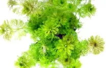 Лімнофіла або Амбулія (Limnophila), Каталог статей, Аквамір зоомагазин в Тольятті статей