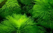 Лімнофіла або Амбулія (Limnophila), Каталог статей, Аквамір зоомагазин в Тольятті лімнофіла