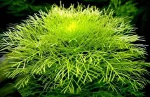 Лімнофіла або Амбулія (Limnophila), Каталог статей, Аквамір зоомагазин в Тольятті амбулія