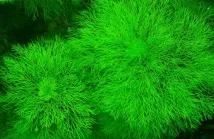 Лімнофіла або Амбулія (Limnophila), Каталог статей, Аквамір зоомагазин в Тольятті лімнофіла