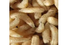 ларви мухи риболов