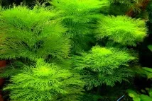 Лімнофіла або Амбулія (Limnophila), Каталог статей, Аквамір зоомагазин в Тольятті limnophila