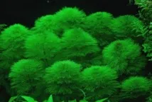 Лімнофіла водяна чи королівська амбулія в акваріумі амбулія