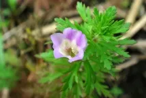 Лімнофіла або Амбулія (Limnophila), Каталог статей, Аквамір зоомагазин в Тольятті лімнофіла