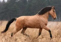 коні