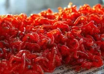 Ловля плотви взимку особливості підлідної риболовлі на сорогу ловля