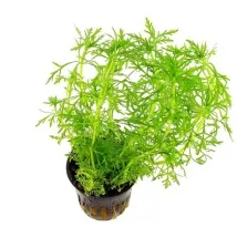 Лімнофіла або Амбулія (Limnophila), Каталог статей, Аквамір зоомагазин в Тольятті статей