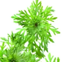 Лімнофіла або Амбулія (Limnophila), Каталог статей, Аквамір зоомагазин в Тольятті каталог