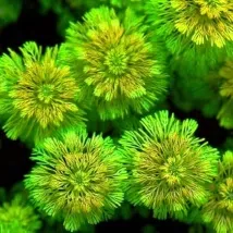 Лімнофіла або Амбулія (Limnophila), Каталог статей, Аквамір зоомагазин в Тольятті лімнофіла