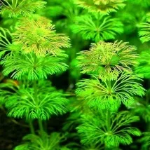 Лімнофіла або Амбулія (Limnophila), Каталог статей, Аквамір зоомагазин в Тольятті лімнофіла