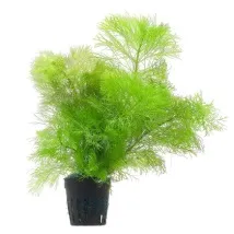 Лімнофіла або Амбулія (Limnophila), Каталог статей, Аквамір зоомагазин в Тольятті каталог