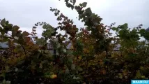 майсторски клон