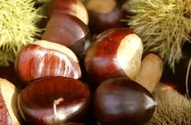 казахстан marroni