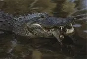 Відео