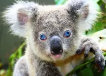 коала коала