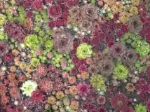 селекцията снимки