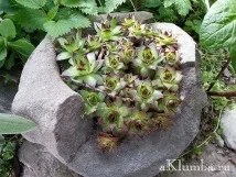клумбі