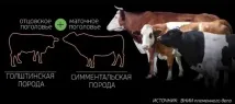 наблизо червено-бялата порода