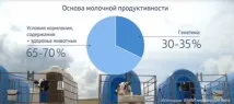 червено-бялата порода дават повече