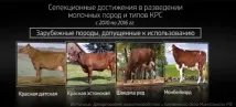 червено-бялата порода дават повече