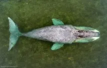 гледане гледане