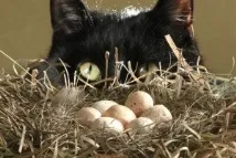 котка дават яйца