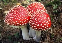 amanita върху червената