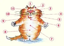 вашата точки