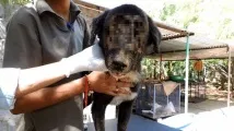Неймовірне одужання собаки з величезною раною на морді неймовірне