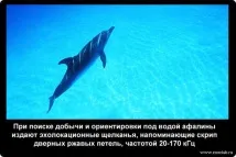 неизвестни делфините