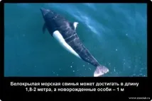 неизвестни неизвестни