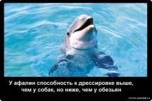 снимки делфините