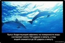 факти факти